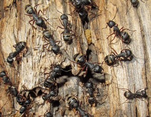 Carpenter Ant Removal Vancouver WA
