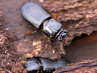 Powder Post Beetle Removal Vancouver WA