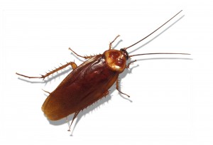 Roach Removal Vancouver WA by Paratex- American Pest Management